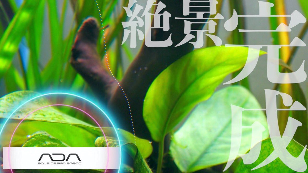 SGENchannel's tweet photo. 【アクアリウム】【広告ゼロ】購入する前にこれを見て判断を.....癒しを求めて#4【ADA】生半可な考えでは.....ここからが大変かも！ https://t.co/lEClinjZQj @YouTubeより

#アクアリウム
#ADA
#みずくさ https://t.co/vnptd7baYl