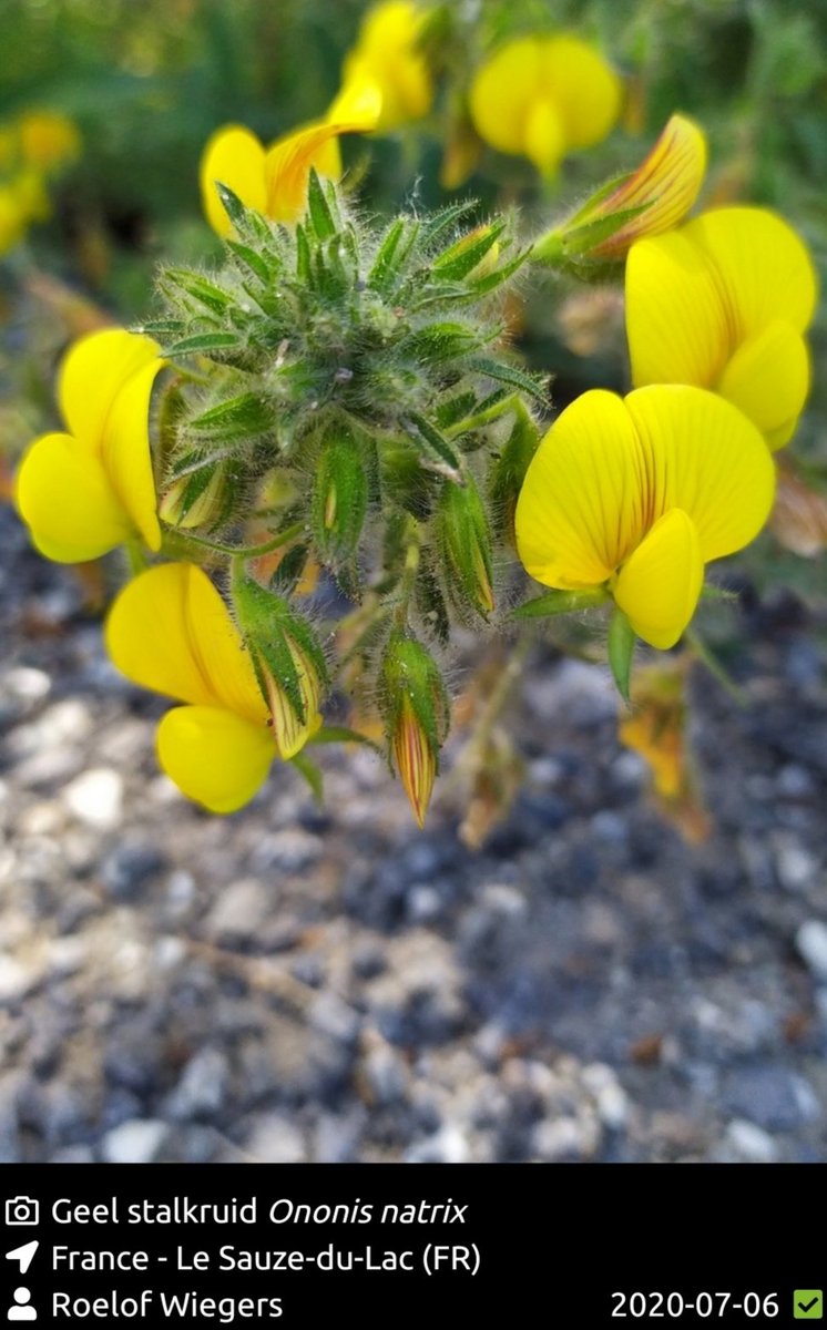 roeloffline's tweet photo. Mooi geel is niet lelijk... https://t.co/JZwtSKEy1G