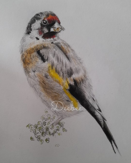 DeeBee60838114's tweet photo. Enjoyed drawing this little goldfinch recently after watching the film of the same name. Such beautiful birds 😍

#birdart #artistsontwitter #mindfulmoments #drawing #bird https://t.co/vRId9GnXDP