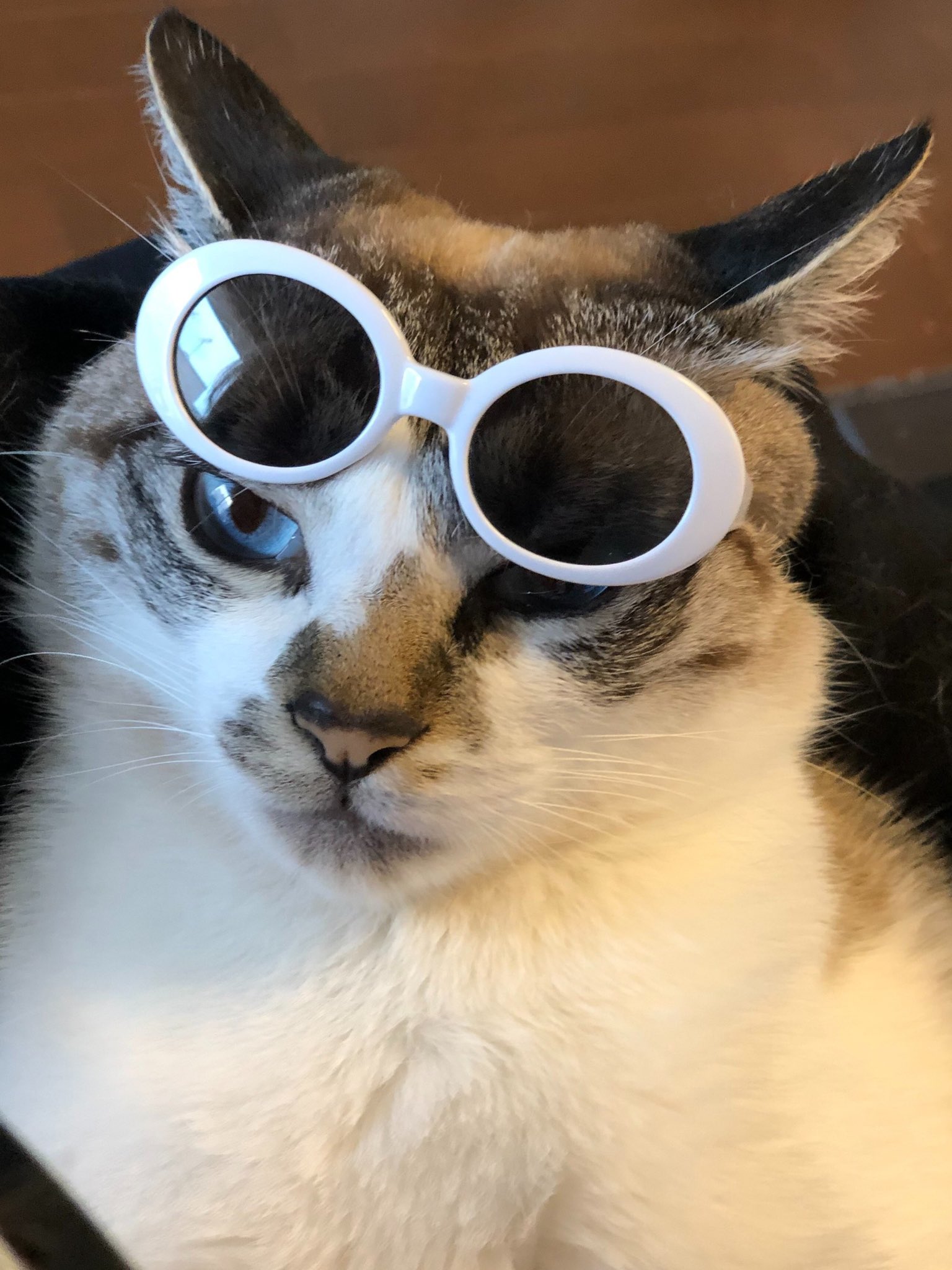 芋如来メイ うちのねこ見てくれ T Co 1u2yavpl9i Twitter