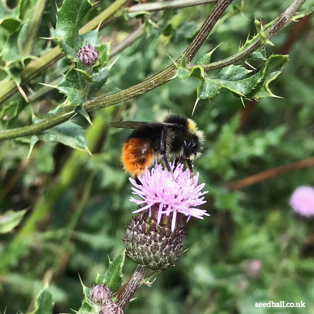 seed_ball's tweet photo. Get To Know The Big 8 🐝🐝🐝
Why not download the Bumblebee Trust's new app and discover the UK's most common bumblebees. We are! This is a male Red-tailed bumblebee (Bombus lapidarius). 😜😍
Bumblebee Conservation Trust
#bumblebeeID #Bumblebees #Bees #SaveBees #BeeKeeping https://t.co/GFMb3XlVCZ
