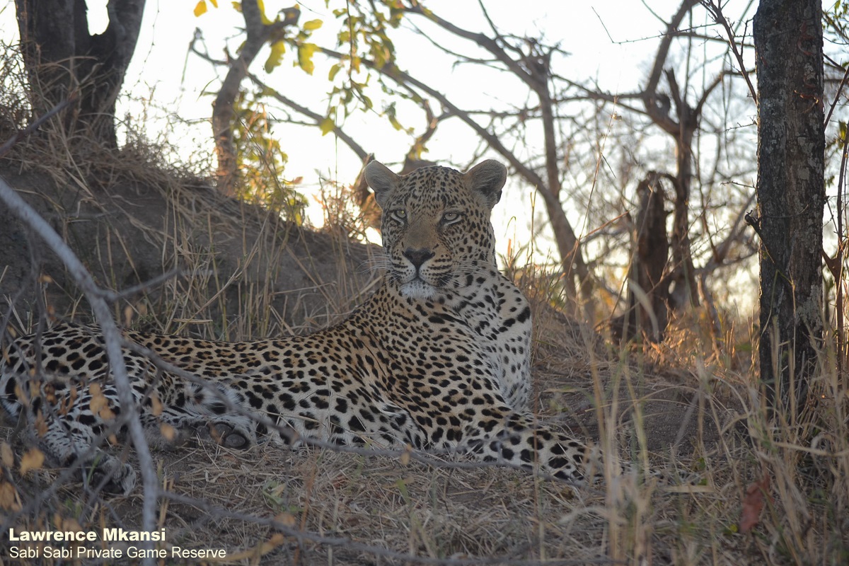 Sabi Sabi tweet media