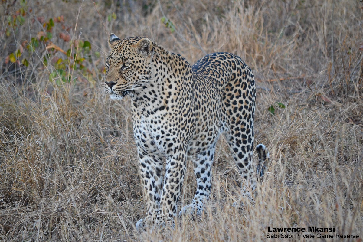 Sabi Sabi tweet media