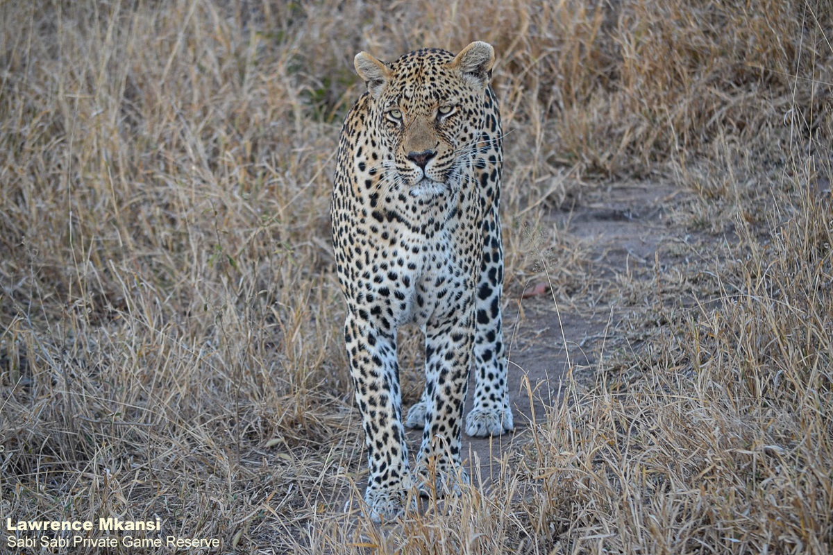 Sabi Sabi tweet media