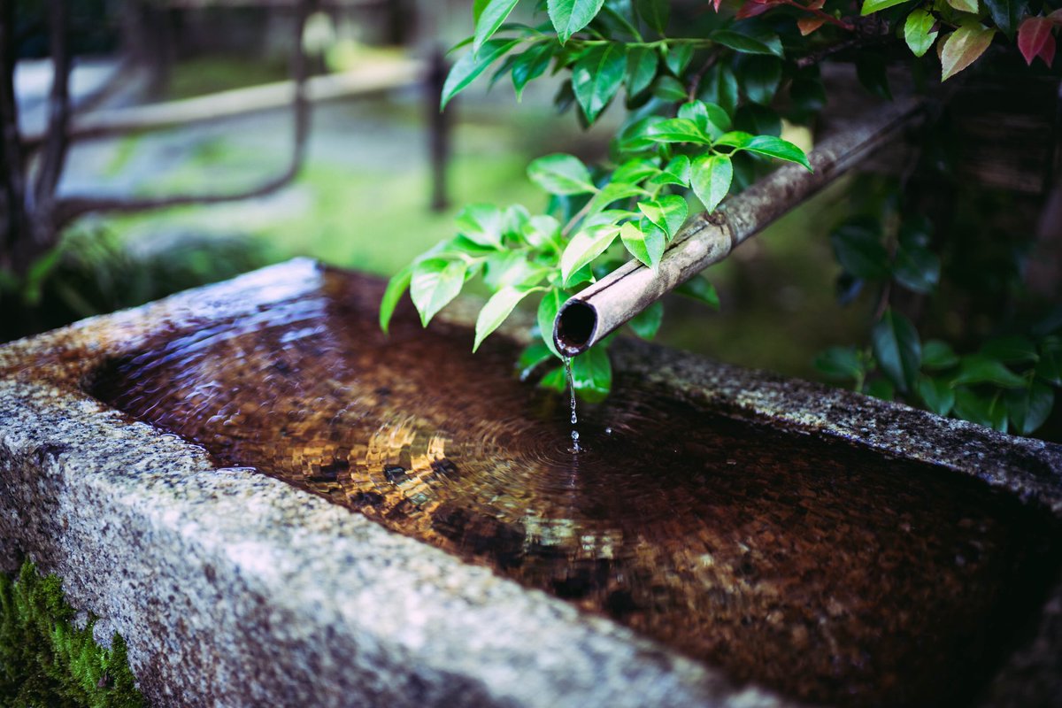 常寂光寺 #常寂光寺 #常寂光寺青もみじ #京都嵐山 #kyoto #嵯峨野