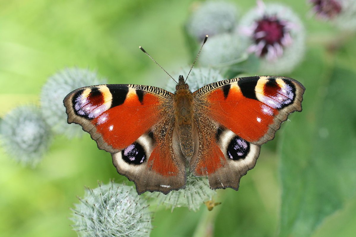 joranttrivil's tweet photo. Inachis io = Aglais io = Nymphalis io
Mariposa pavo real
Aparece en gran cantidad de hábitats, desde el nivel del mar a los 2500 m de altitud. 
#Mariposas #MariposasDeEspaña #MariposasDeEuropa
#Butterflies #Mapota1 #Nymphalidae #ButterflyDays https://t.co/bvYRNem0TL