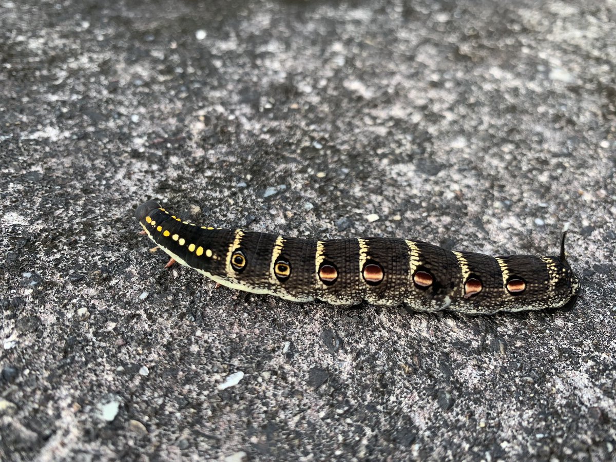 relakkuma07's tweet image. This little guy will be retweeted many times. #retweetplease #bugstuff