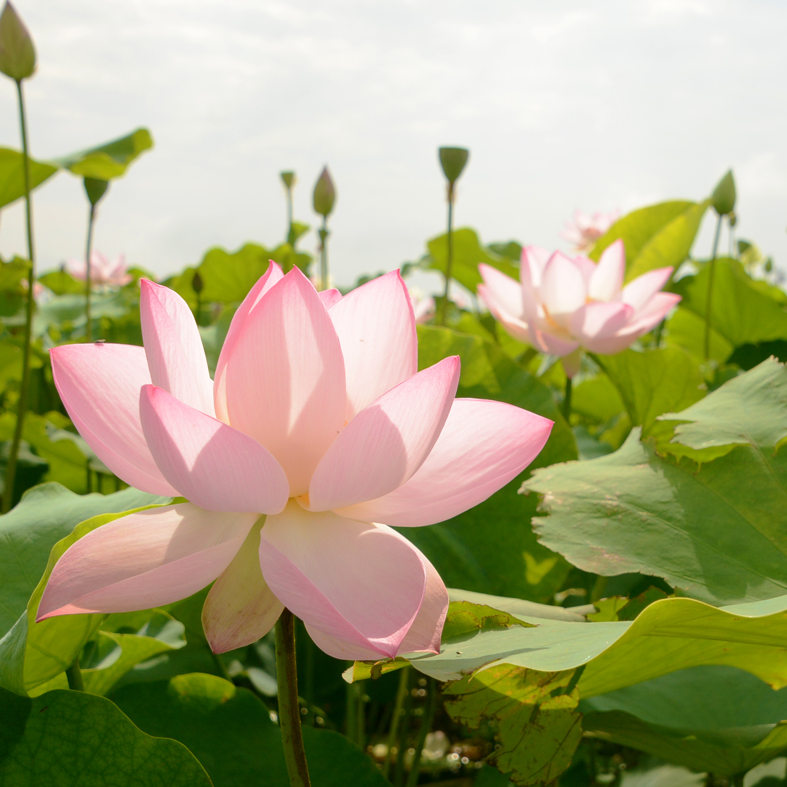 豊川市役所 ハスの花が満開を迎えました 写真は 篠田北交差点角で撮影したもの 蓮田の中 白やピンクのハスの花 を見ることができます まだつぼみがたくさんありますので 1 2週間は楽しめそうです 午後には花を閉じてしまうため 早朝から午前9時 豊川市役所 ハスの花が満開を迎えました 写真は 篠田北交差点角で撮影したもの 蓮田の中 白やピンクのハスの花 を見ることができます まだつぼみがたくさんありますので 1 2週間は楽しめそうです 午後には花を閉じてしまうため 早朝から午前9時