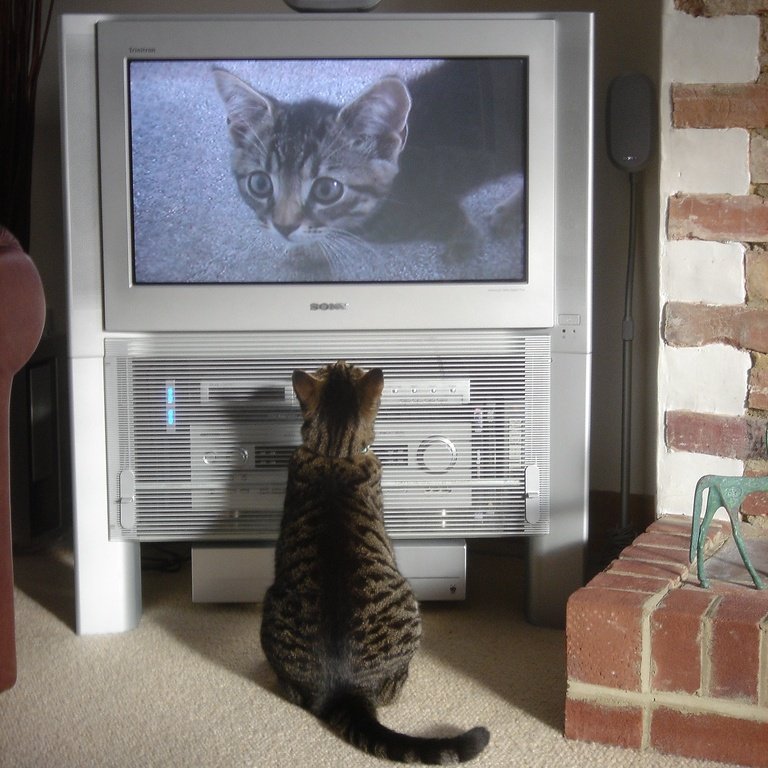 🐾 (@moebaekho) on Twitter photo 