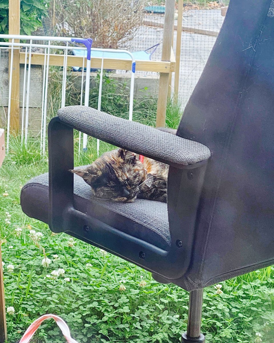 catcastletails's tweet photo. BUSTED! #sleepingatwork #sleepingintheoffice 🐾 #tailsofcatcastle #adoptdontshop #cats #lovewins https://t.co/1OzYOjqonD