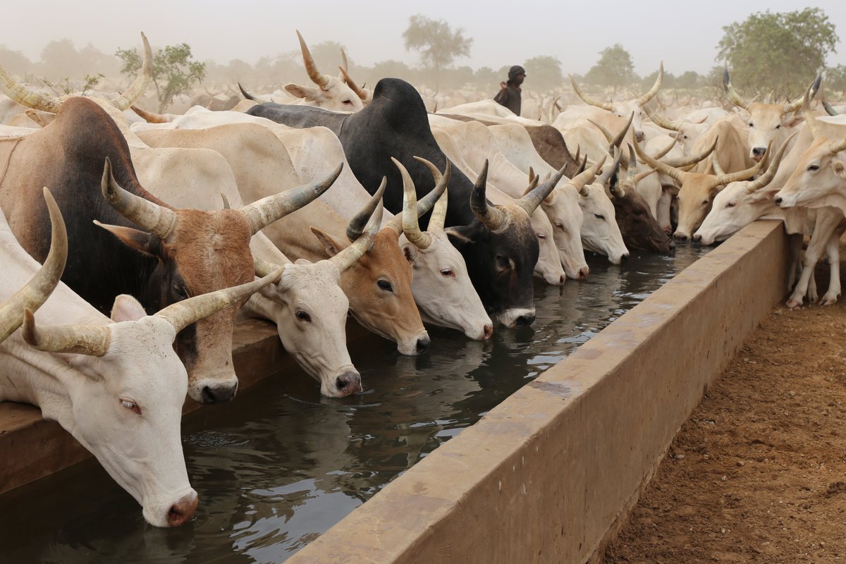 CORAFNews's tweet photo. Les chercheurs ont redoublé d’efforts dans la connaissance des caractéristiques génétiques des ovins, des bovins, des pintades et du tilapia dans 5 pays d’Afrique de l’Ouest.
#CORAF_UEMOA #PROGEVAL https://t.co/0ZgsR8zhRV https://t.co/4Lz7XTDsmq