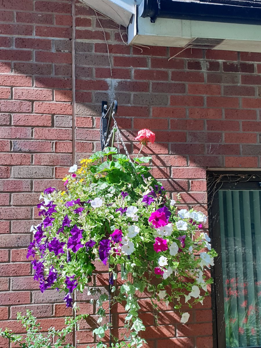 Olphin1's tweet photo. @GroundControlGC hanging baskets looking great today at @BMIHealthcare chiltern hospital. https://t.co/aXsRveAbQF