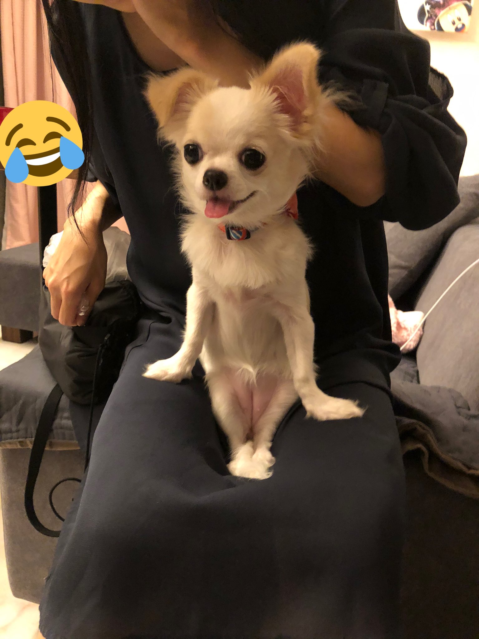 片耳垂れのシュクレ Taremimi Sucre Twitter