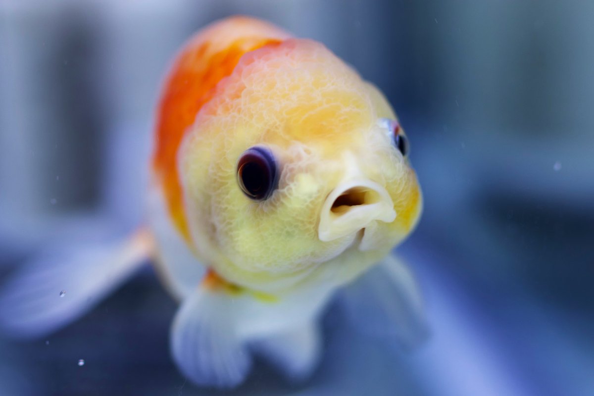 藤錦金魚コンテスト Twitter Search