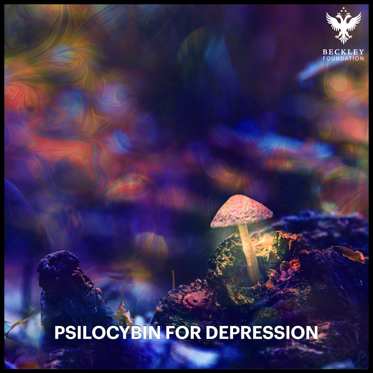 BeckleyResearch's tweet photo. 4 dying Canadians request right to try #shrooms to help relieve their psychological distress due to #psilocybin proven success in helping treating anxiety and depression.

https://t.co/7zzC6Fm6h0 https://t.co/26gnCjXTDg