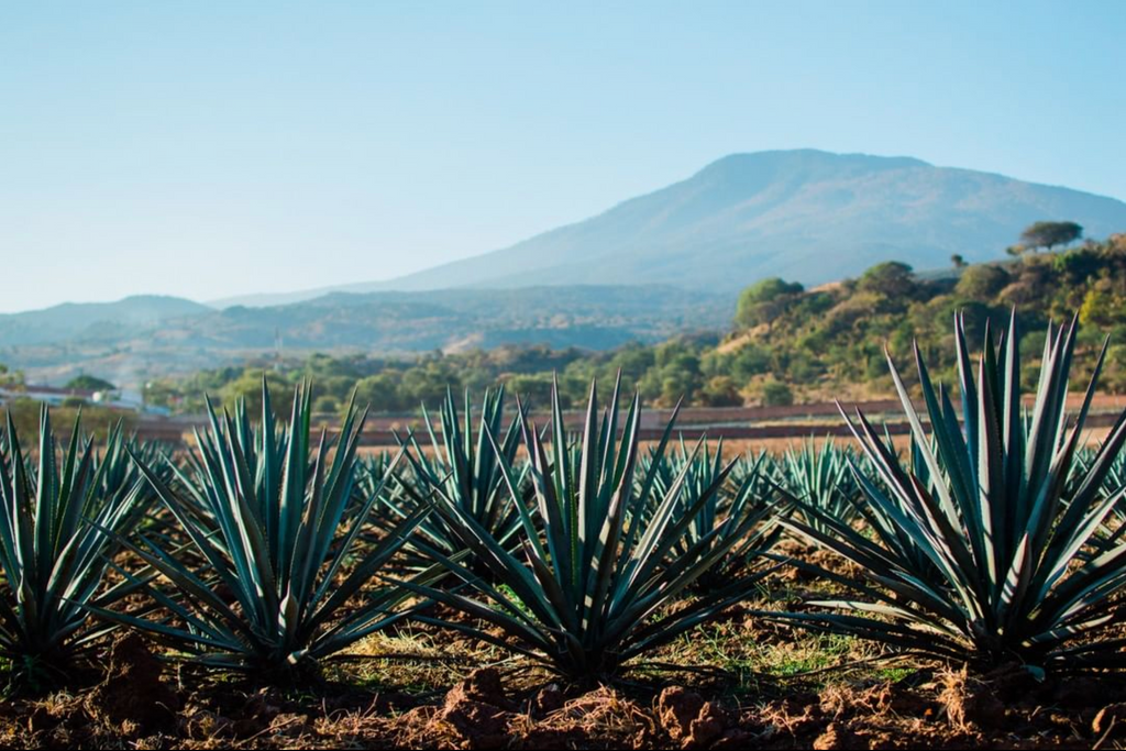 TribeofIndie's tweet photo. Can starting the week off with a view like this be any better? We don't think so! The agave fields of La Fortaleza ❤️
#drinkfortaleza #fortalezatequila #agave #tequila #agave #blueweber #cocktails #margarita #drinks #cocktail #mexico #blanco #reposado #anejo #stillstrength https://t.co/5BxmYTASdd