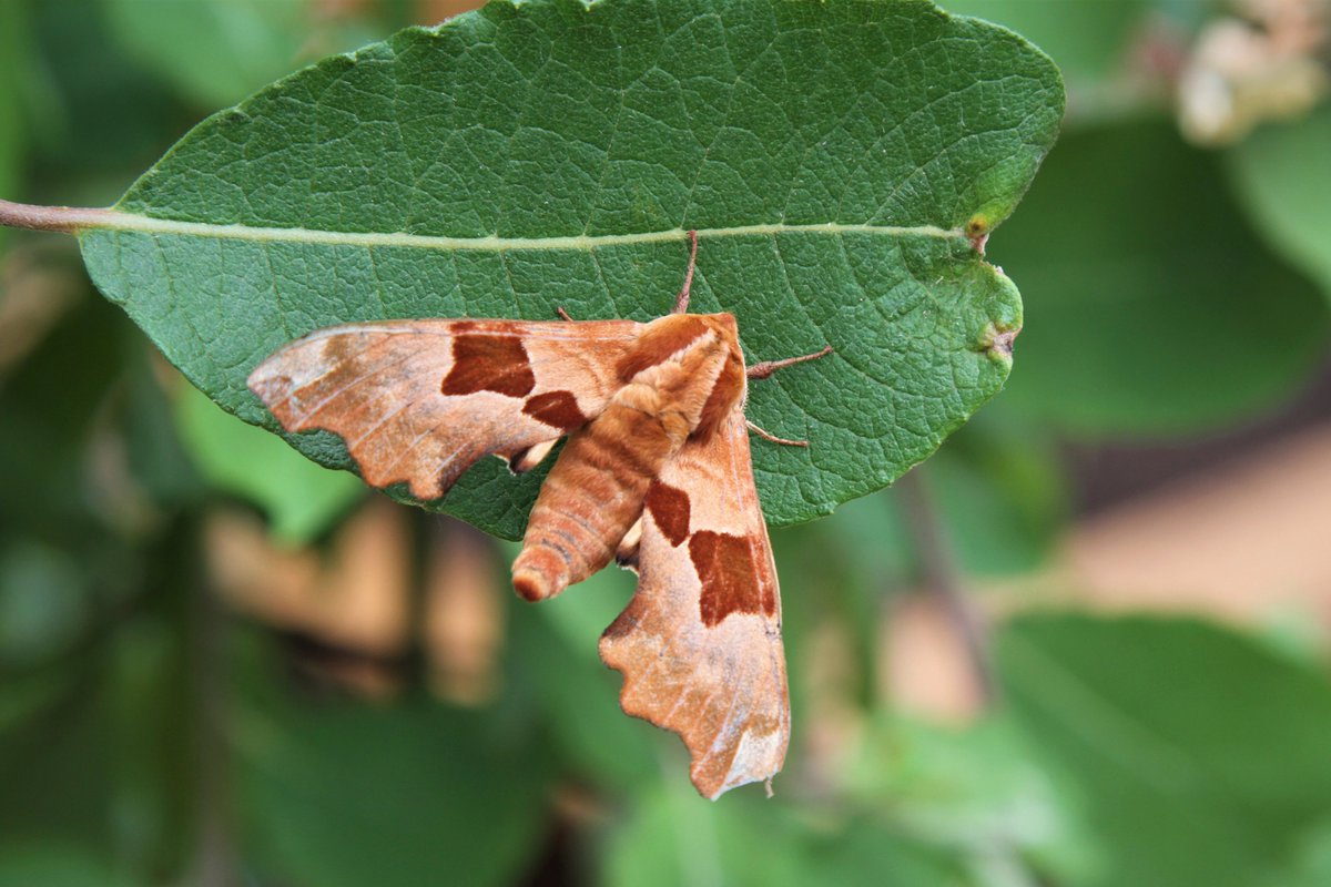 BrancasterNT's tweet photo. Its #NationalMothWeek! These creatures of the night are often very bright and elaborate colours but as they flutter about under the cover of darkness we often don't get to see them. Get involved and discover these beautiful night flyers for yourself >> https://t.co/sS6UNxSZsq https://t.co/8PCQYNtbfr