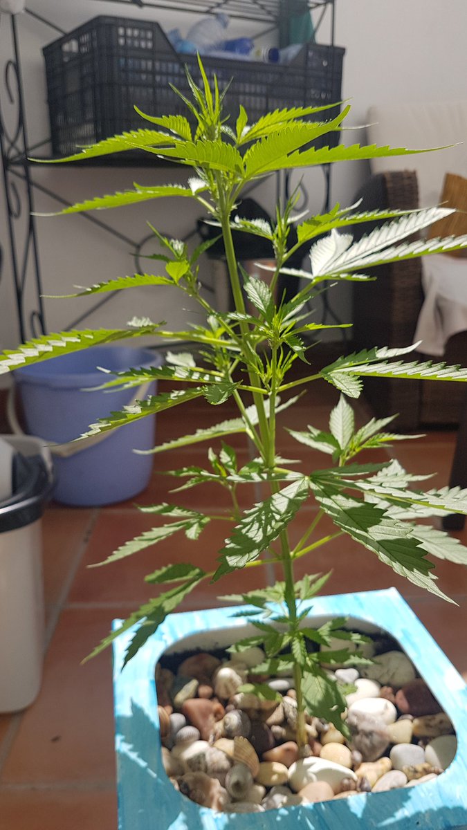 Sophie_MJ's tweet photo. Y su prima en la #Weedbox así está , to potentorra🔥🔥🔥🤩🤩🤩
@Apez140 @cmsweed @Medussa_Protect @INMAQ16
#PolarExpressAuto 🌱
@GreenbudSeeds @GiftsGreenwood 👌👌👌👌
#LaSofiJardinera 👩🏼🌾🤜🏼🤛🏼☀️☀️☀️ https://t.co/LtXSVmqxod