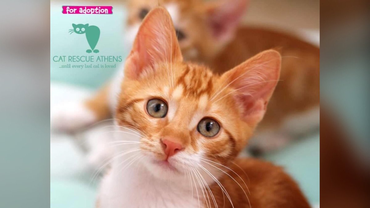 CatRescueAthens's tweet photo. Ginger Monday!
Adopt a ginger cat 💙
Stone for adoption!

Υιοθετήστε ένα ginger γατάκι!
O Stone ψάχνει σπίτι ❤️

Εάν ενδιαφέρεστε για υιοθεσια στείλτε μας μήνυμα στη σελίδα ή sms  στο +306955589216.

If you are interested in adoption please pm our page or text at 306955589216. https://t.co/jSxQxVKa0p