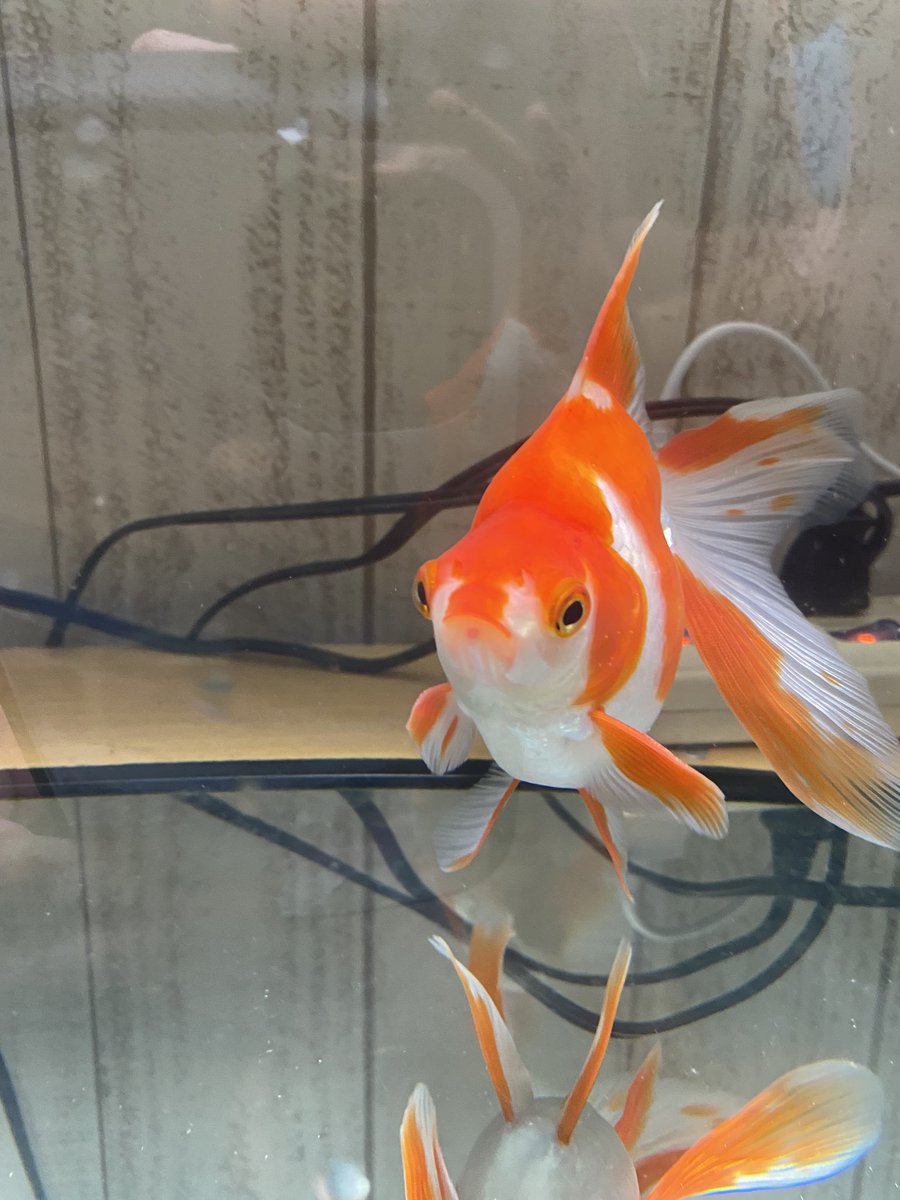 藤錦金魚コンテスト Twitter Search