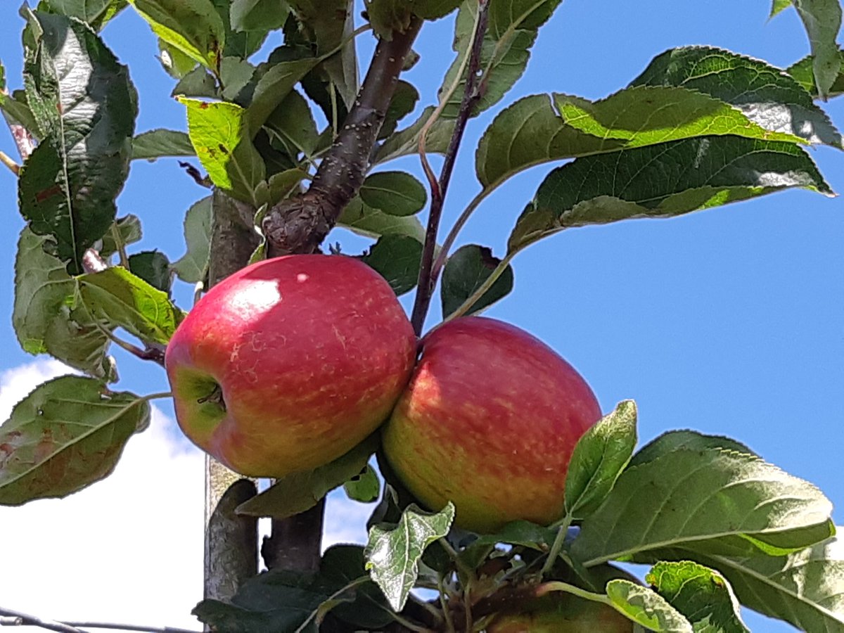 david_graaf's tweet photo. Je zou er toch gelijk je tanden in willen zetten!! #Delcorf 🍎🍎 https://t.co/Ffd1bm6fYe