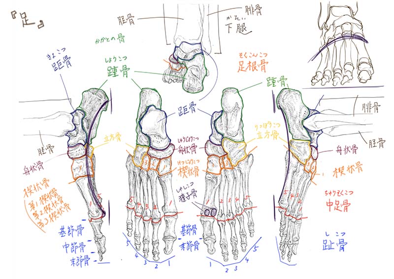 今日のデジタル板書
足の骨格と筋肉についてでした。
#美術解剖学 