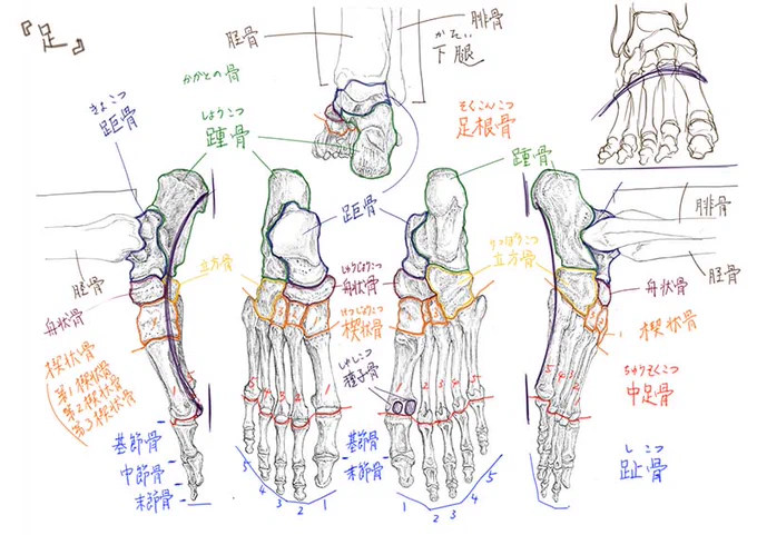 今日のデジタル板書足の骨格と筋肉についてでした。#美術解剖学 