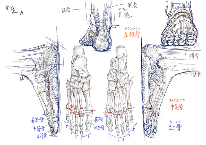 今日のデジタル板書
足の骨格と筋肉についてでした。
#美術解剖学 
