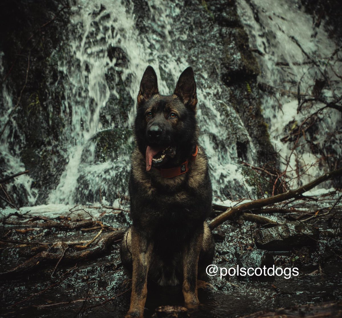 PSOSDogs's tweet photo. When a male wanted for assault and in possession of a knife had made off, #PDBruno was called in to help. Bruno tracked through woods crossing a river and located the suspect hiding! #TrackingDemon #JailTime #PoliceDogsOfTwitter ๐พ๐ด๓ ง๓ ข๓ ณ๓ ฃ๓ ด๓ ฟ https://t.co/CCNcEgAE2D