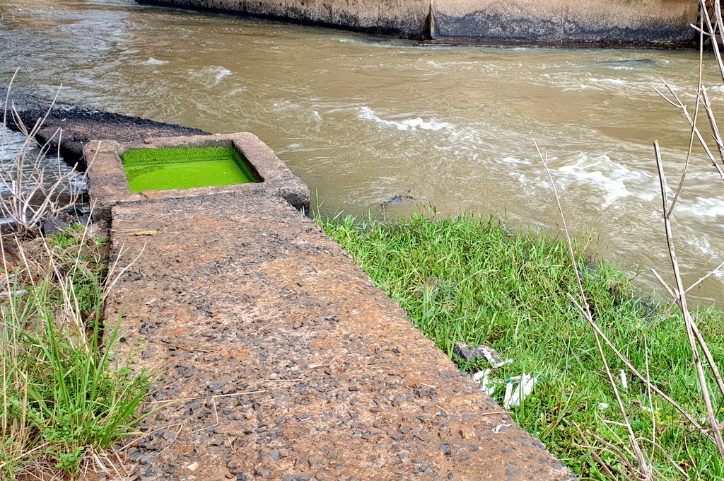 This is worth noting though. Found used discarded syringes. Up the river, people were fetching water, bathing and animals drinking. Raw sewage also seems to be emptying into the river.This part of the river is in Uasin Gichu  @NemaKenya  @MOH_Kenya  @JacksonMandago  @MargaretKamar
