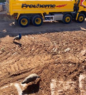 FreebernePlant's tweet photo. I don’t reckon much to the groundworkers on this site 🙄
#peacocks https://t.co/n3A6nTNkps