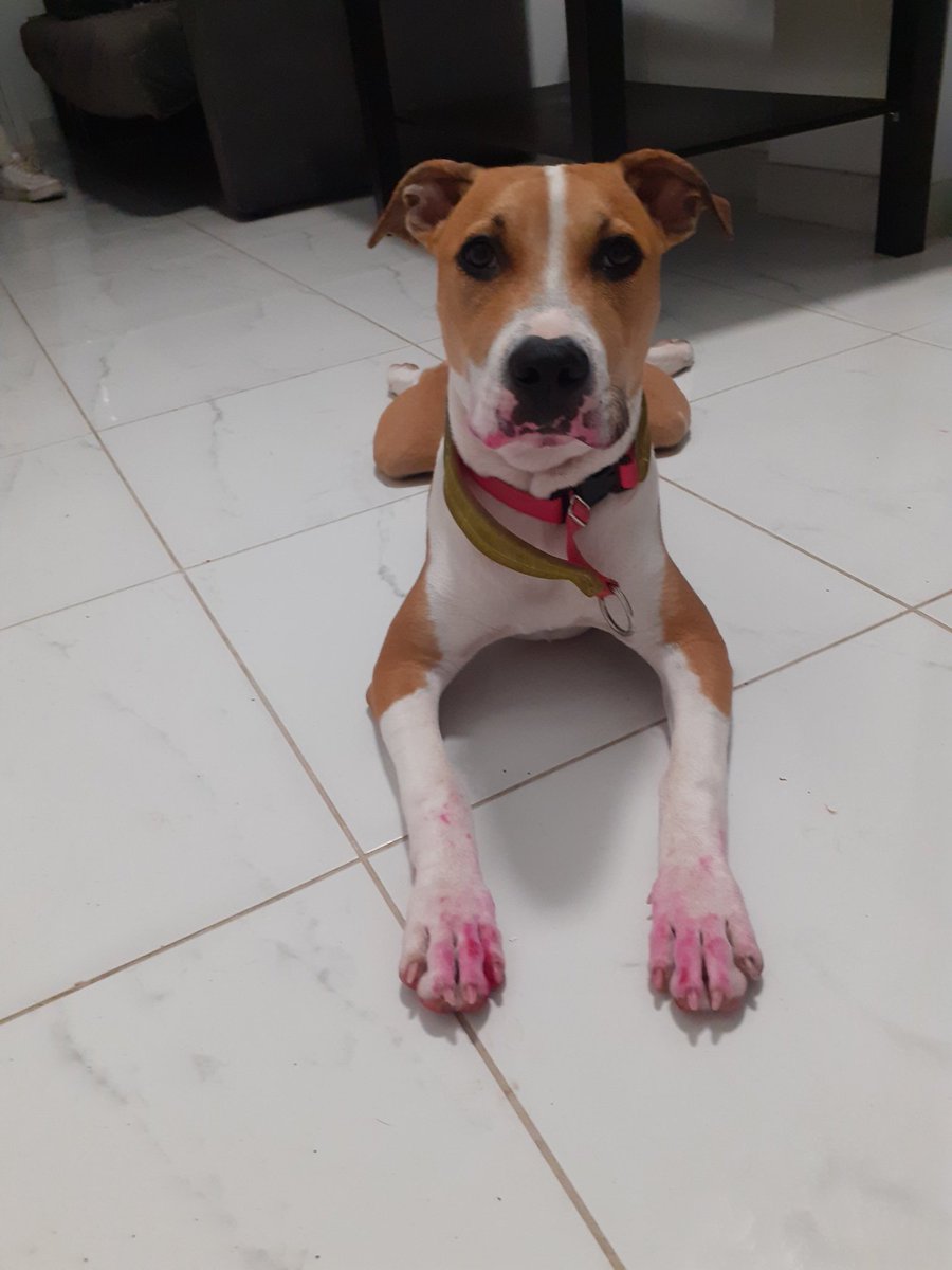 SineadRoth's tweet photo. Guess who ate my Mac lipstick 😫💄 https://t.co/rjctNcPFHK