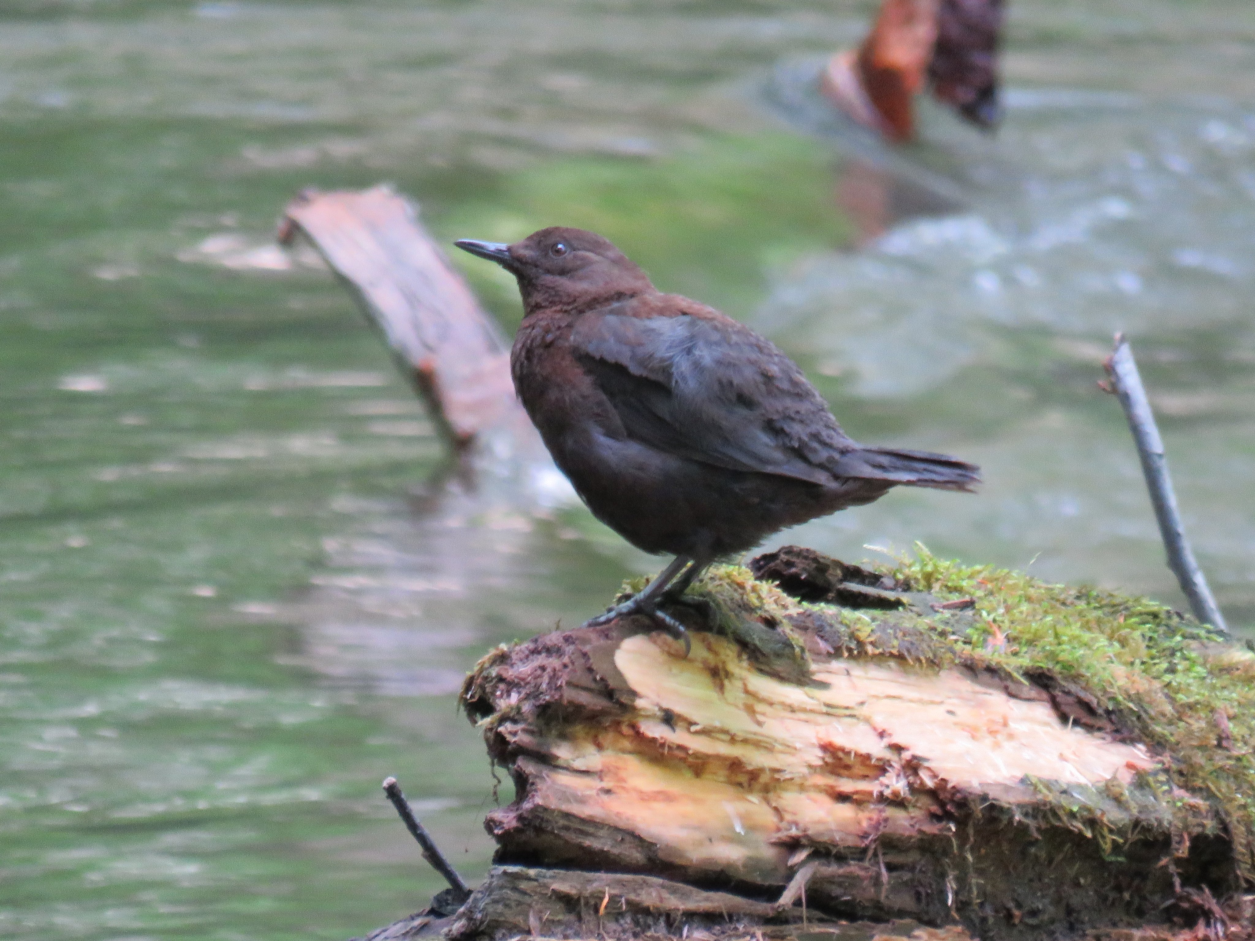 香鳥 青森でことりさがし 誰だ ずんぐりむっくりって言ったのは 5 25 青森県奥入瀬渓流 カワガラス バードウォッチング 野鳥 鳥 T Co 536writmsb Twitter