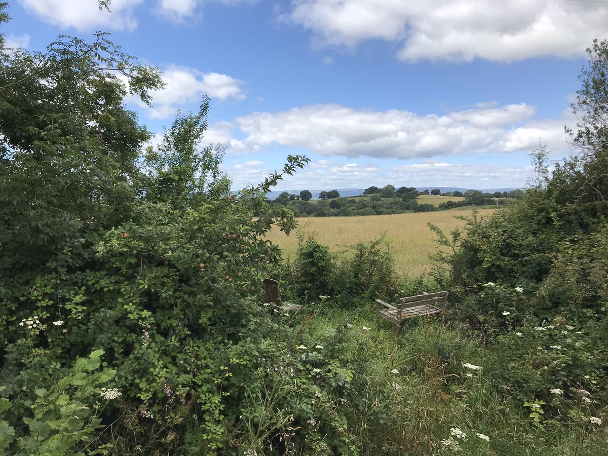 naomiann_'s tweet photo. I am currently at home in the welsh countryside since the first time since Christmas! So I did a little sketch of the view from my window using #progressopencils ; swipe to see a photograph of the view 🌼 #Wales #sketching #quicksketch #sketchoftheday #illustrator https://t.co/zcQCCf5S4h