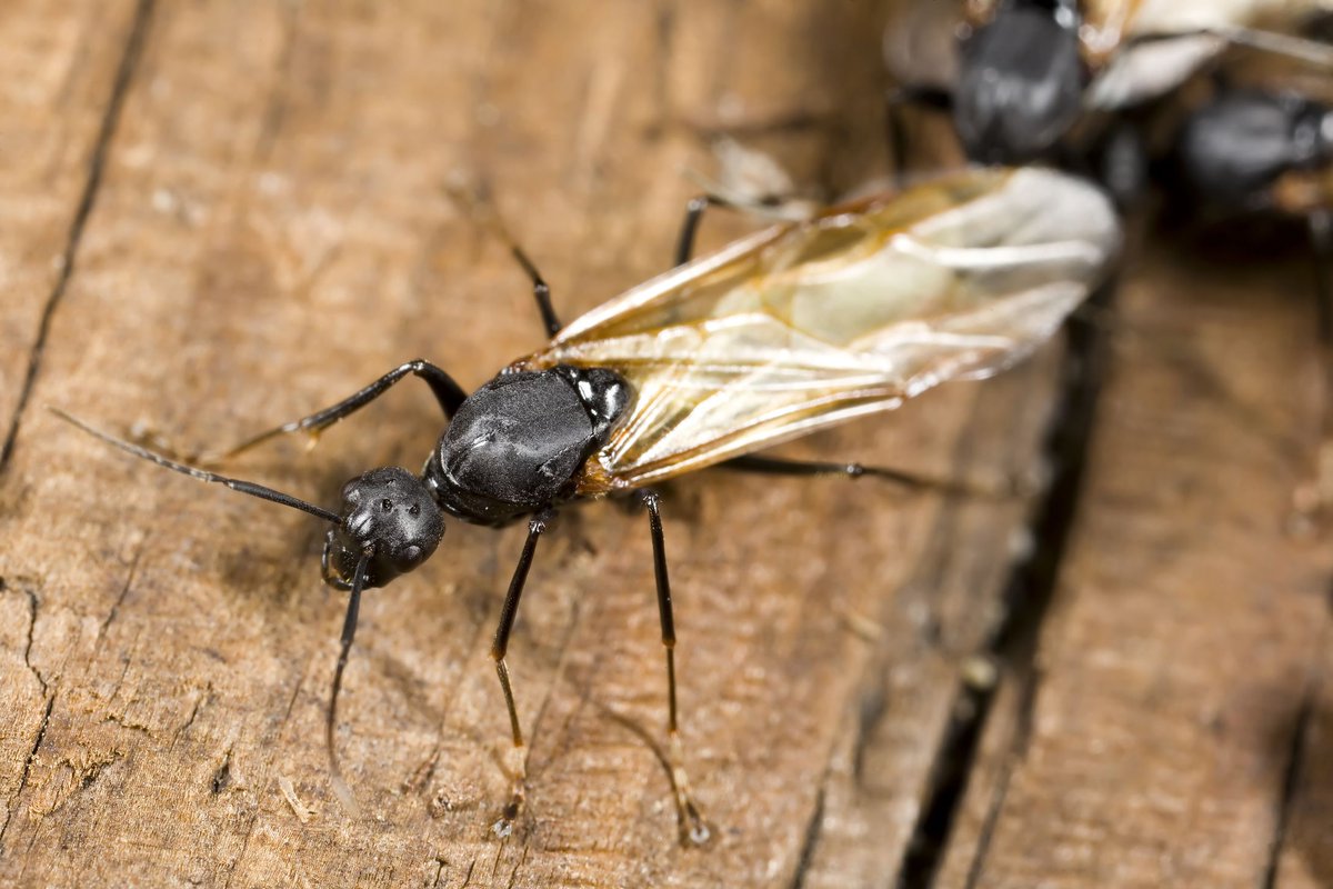 KeyWestPest's tweet photo. We want to hear your flying ant day stories! Were you mobbed by the flying critters? Or did you go the whole day without noticing? If you've uncovered ants in the home since, think Key West! Call 0800 195 3464 today.

https://t.co/zuq39Z54wJ

#flyingants #antproblems #pestcontrol https://t.co/XCVZAXbubg
