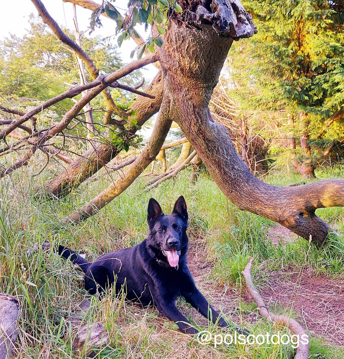 PSOSDogs's tweet photo. A busy weekend for #PDCoal. Locating 3 suspects in fields after a vehicle pursuit and bail out, as well as detaining 3 subjects in relation to a disturbance involving weapons! #TopDog #HideNSeekChamp #PoliceDogsOfTwitter ๐พ๐ด๓ ง๓ ข๓ ณ๓ ฃ๓ ด๓ ฟ https://t.co/ADdtaIJEnH