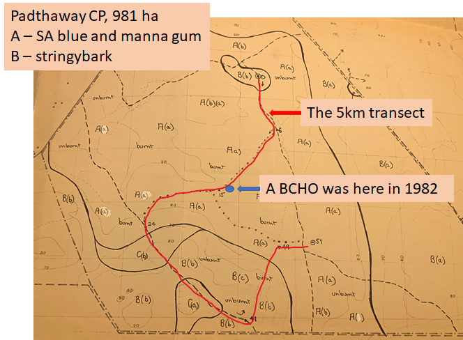 3/8: In the early 1980s we found black-chinned honeyeaters at Padthaway Conservation Park and we could calculate densities for them along our 5 km transect through stringybark (B), SA blue gum and manna gum (A) woodland. Here is the vegetation map I made in 1982.