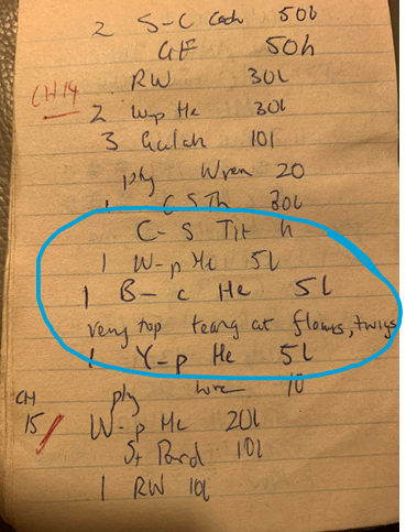 4/8: In this 1982 field notebook you can see one of our several black-chinned honeyeater records in Padthaway “1 B-c He 5l”. The 5 means it was 5 metres from the transect and the l means it was in Eucalyptus leucoxylon. They like to tear at stuff: bark, twigs, flowers …