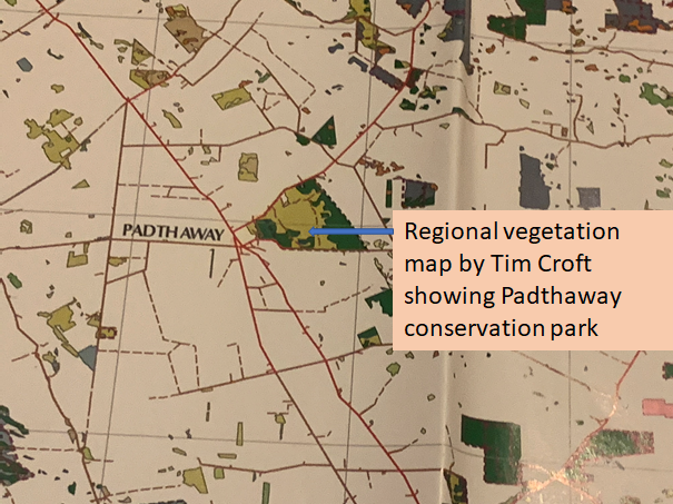 5/8: Black-chinned honeyeaters were there in 1982, so why wouldn’t they be there this week? Padthaway is a relatively large park locally, but 87% of the 2.1 million ha in the south east of SA has been cleared. This sort of fragmentation can be the death knell for many species.
