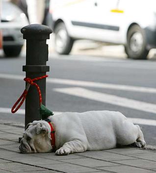guardiacivil's tweet photo. ¿Dejas a tu perro en la calle mientras tu haces las compras o tomas algo?  Pues estas son las consecuencias:

☑ Te lo pueden robar,
☑ es vulnerable
☑ pasa calor
☑ y sufre ansiedad.

#YoSiPuedoContarlo 
#VeranoSeguro también para él. https://t.co/Ju5XXJ4a75