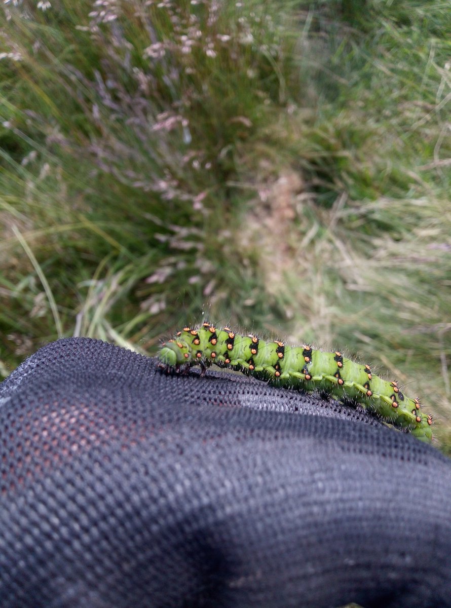 Chris Taylor tweet media