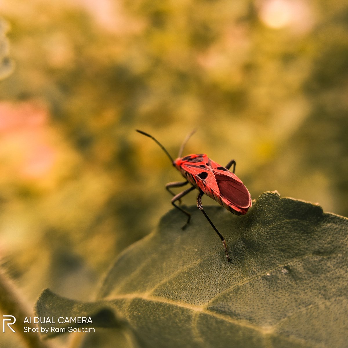 lensofaperture's tweet photo. Macro Series during quarantine
.
.
#macrophotography #macro
#macroseries #quarantinepost #quarantine2020 #realmepics
#reakmephotos #insects #bugs #NaturePhotography
@realmemobiles @Lightroom @realmeLink https://t.co/Q4j4oRVSa8