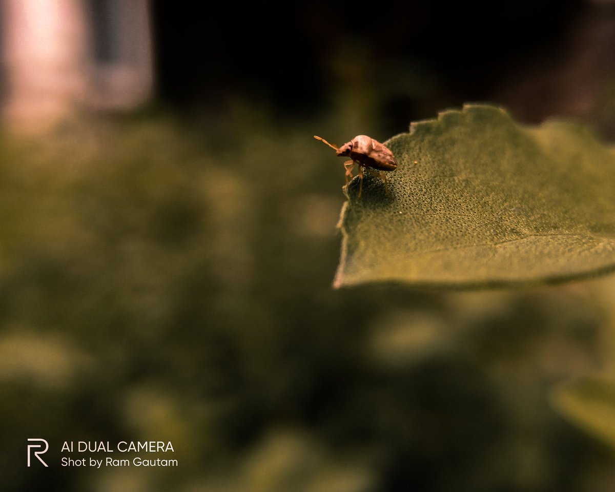 lensofaperture's tweet photo. Macro Series during quarantine
.
.
#macrophotography #macro
#macroseries #quarantinepost #quarantine2020 #realmepics
#reakmephotos #insects #bugs #NaturePhotography
@realmemobiles @Lightroom @realmeLink https://t.co/Q4j4oRVSa8