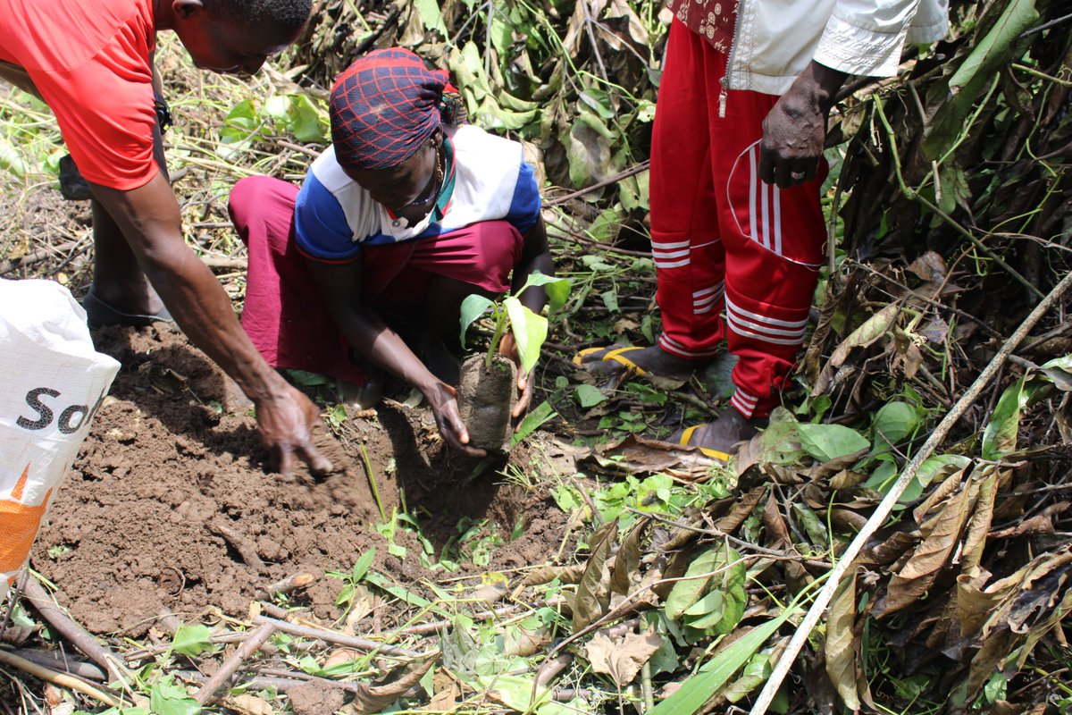 Forest4dev's tweet photo. @Forest4dev ensure food security of artisan miners during #COVID19 pandemic by distributing 4016 banana plants and 85 000 cassava seeds towards : Ensuring financial autonomy after the pandemic and reduce their high dependency on mining activities @UEauCameroun #ProMESS2 https://t.co/1xFJQFiG6Y