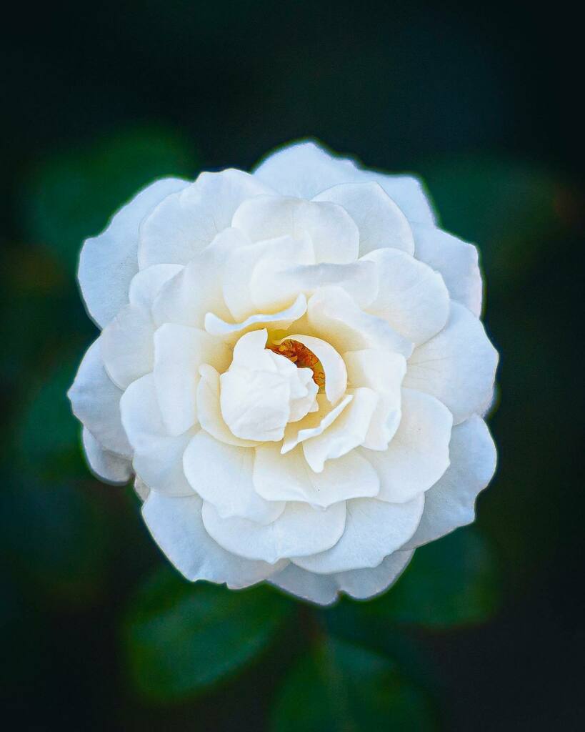 Lo_Mauro's tweet photo. Lo esencial es invisible a las hojas.
〰️〰️〰️〰️〰️〰️〰️〰️
07/2020
#flowersandmacro 💮
〰️〰️〰️〰️〰️〰️〰️〰️
#smallflowers #moodyphotography #macroshot #macro_x #allkindsofmagic #allkindsofnature #bns_flowers #bokeh_bliss #dark_macro_art #dof_brilliance #exp… https://t.co/3Vz5edyuWP https://t.co/JhimFlLUhD