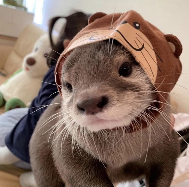 In Otter News. on X: Otters With Hats.  / X