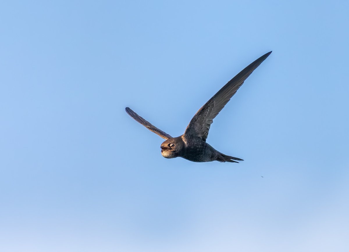 This gives some idea why so many feeding Swifts gather in this spot.