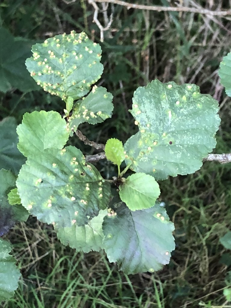 boon_mrs's tweet photo. We went on a summer scavenger hunt around the school and found so many exciting things! These included a birds nest 🦅, caterpillar eggs, a caterpillar 🐛, a grasshopper and a ladybird! 🐞 @SPSPlymouth https://t.co/QyHOAor3J1