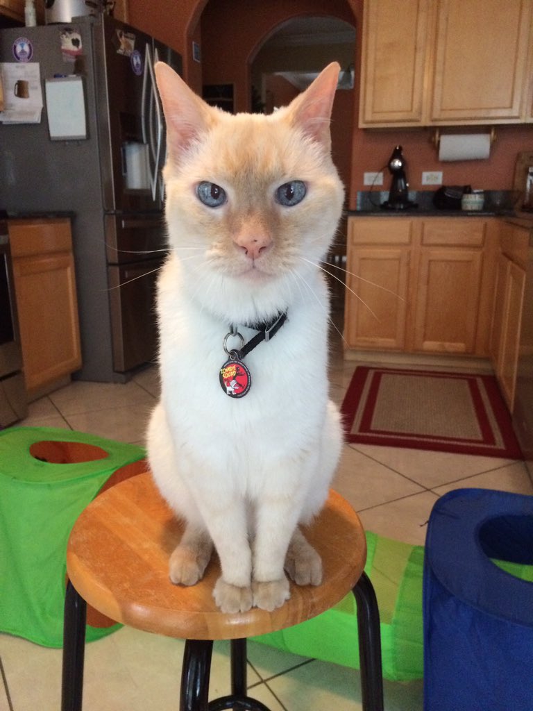 #ZSHQ PATREP: My final mission has ended. My body could not recuperate from the seizures. I had an amazing life, don’t be sorry for me, celebrate my life. My love &amp; memories will be here for all of you, always.
Over and Out. 12:22a 2020-07-20 🌈 #LuckyStrong #SuperSeniorCatsClub