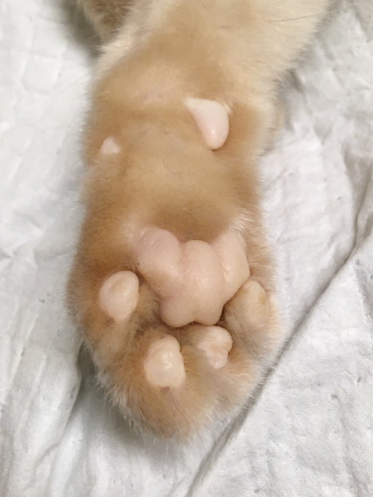 LuckyDaPuppyCat's tweet photo. #ZSHQ PATREP: My final mission has ended. My body could not recuperate from the seizures. I had an amazing life, don’t be sorry for me, celebrate my life. My love &amp; memories will be here for all of you, always.
Over and Out. 12:22a 2020-07-20 🌈 #LuckyStrong #SuperSeniorCatsClub https://t.co/m4feY0Zc0w